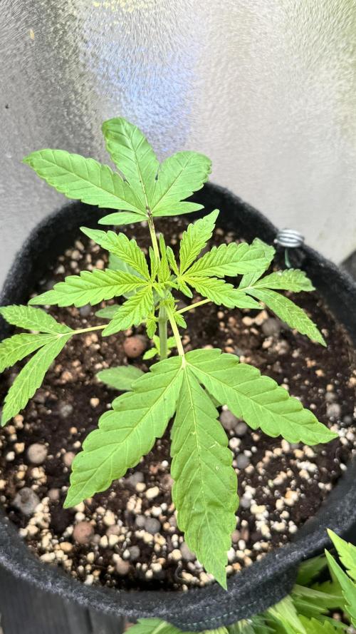 ORANGE BUTT | DUTCH PASSION | AUTO. Week 2