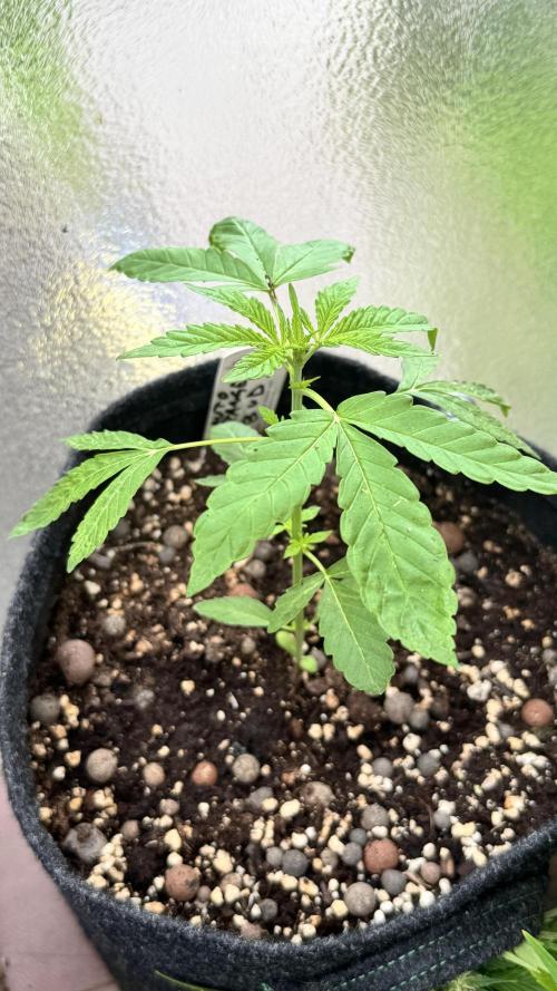 Auto Orange Bud. Week 2