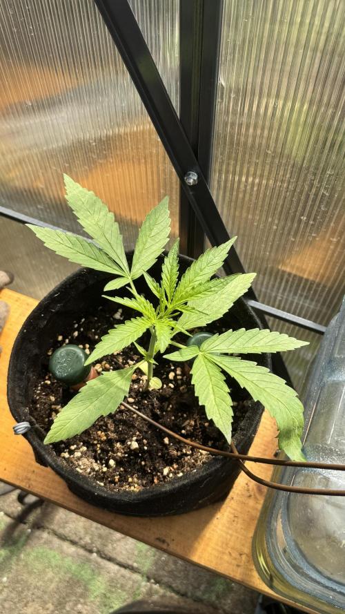 ROYAL DWARF | RQS | AUTO. Week 2