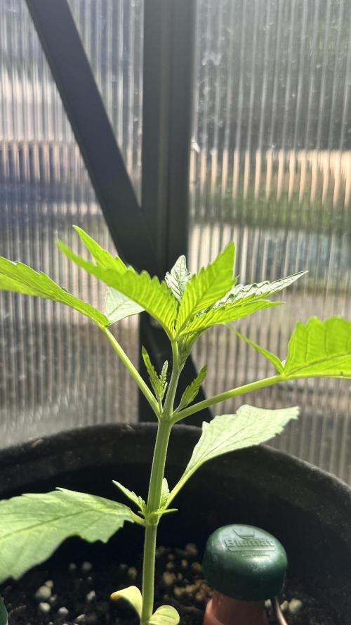ROYAL DWARF | RQS | AUTO. Week 2