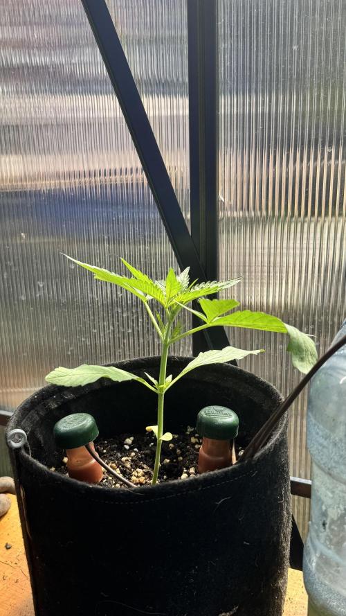 ROYAL DWARF | RQS | AUTO. Week 2