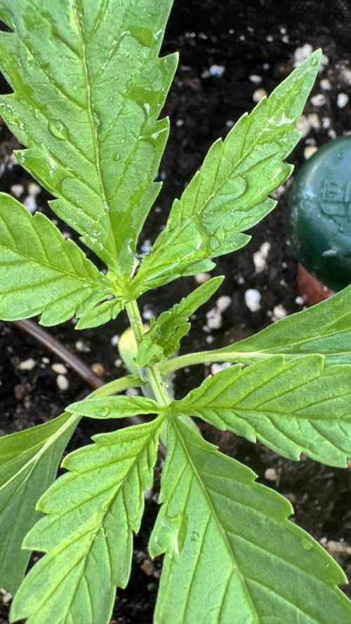 ROYAL DWARF | RQS | AUTO. Week 2