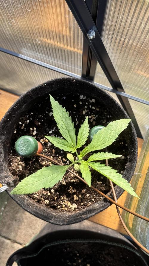 ROYAL DWARF | RQS | AUTO. Week 2