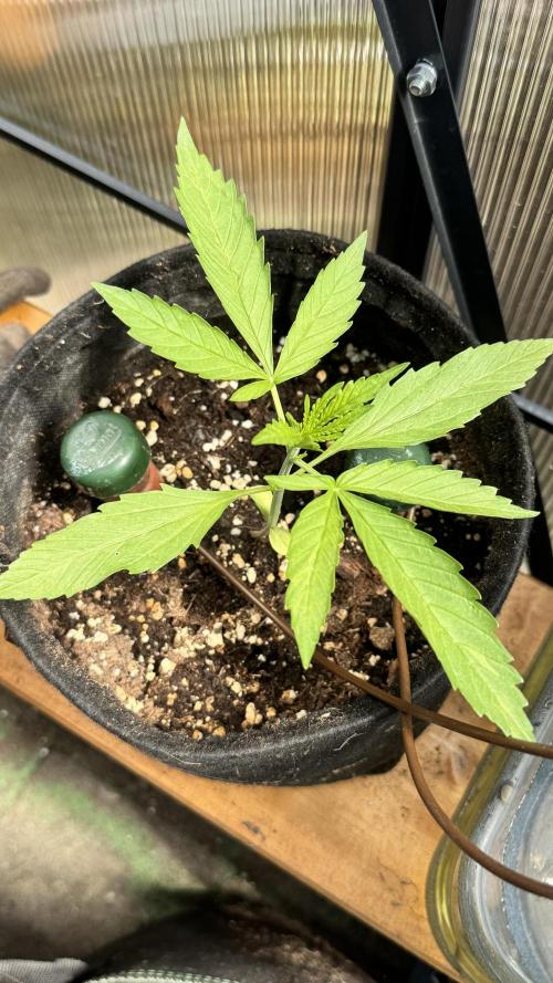 ROYAL DWARF | RQS | AUTO. Week 2