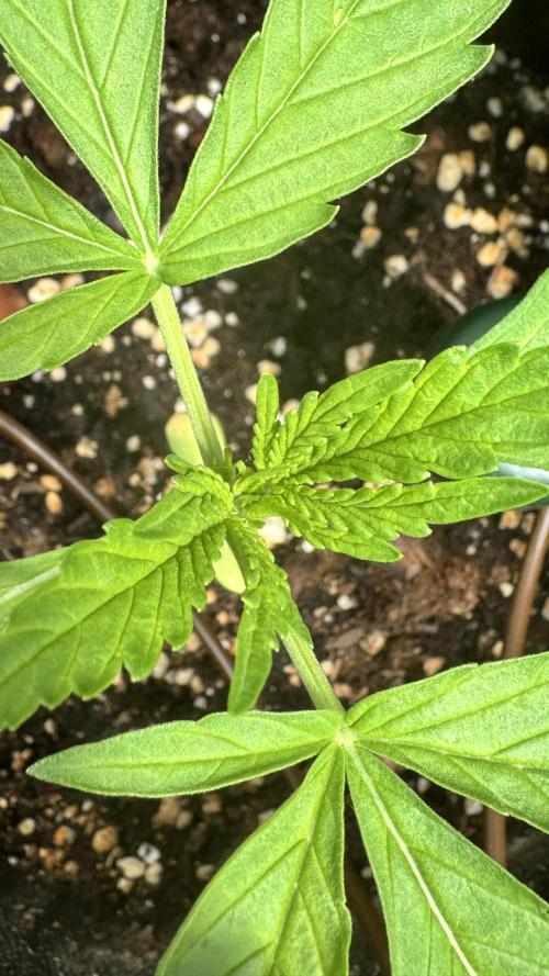 ROYAL DWARF | RQS | AUTO. Week 2