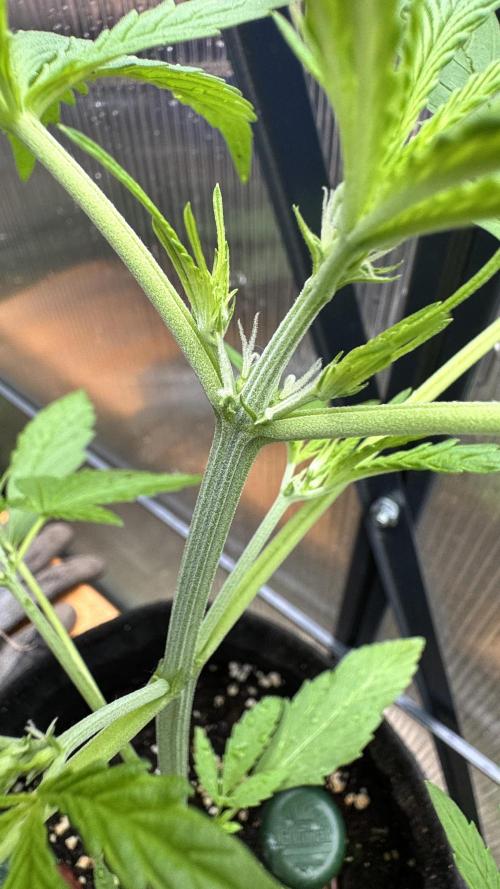ROYAL DWARF | RQS | AUTO. Week 3
