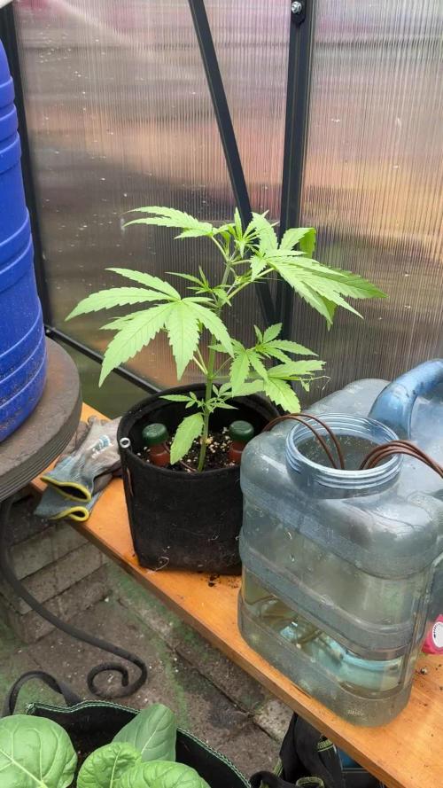 ROYAL DWARF | RQS | AUTO