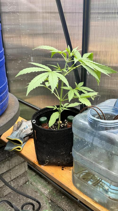 ROYAL DWARF | RQS | AUTO. Week 3