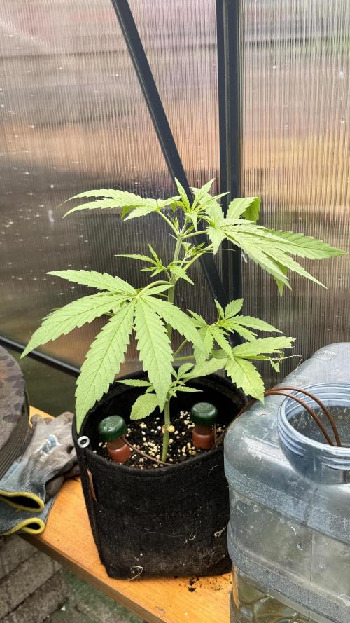 ROYAL DWARF | RQS | AUTO. Week 3