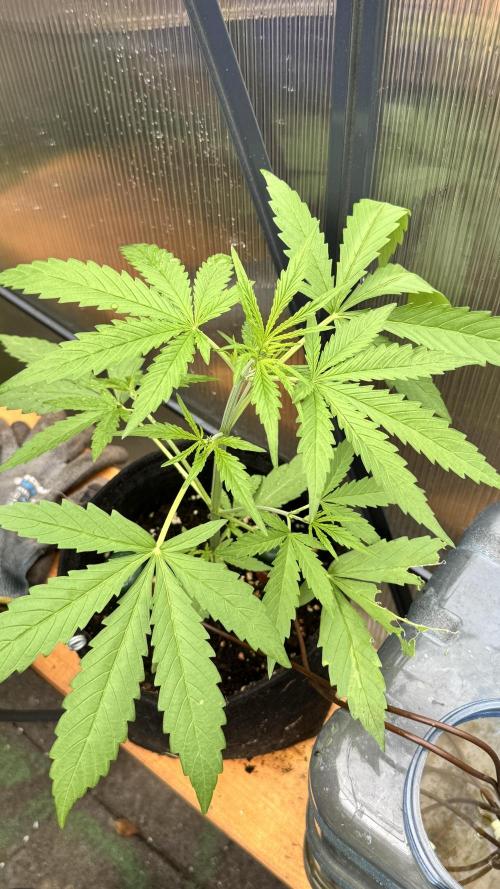 ROYAL DWARF | RQS | AUTO. Week 3