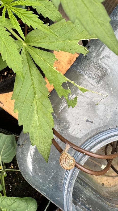 ROYAL DWARF | RQS | AUTO. Week 3