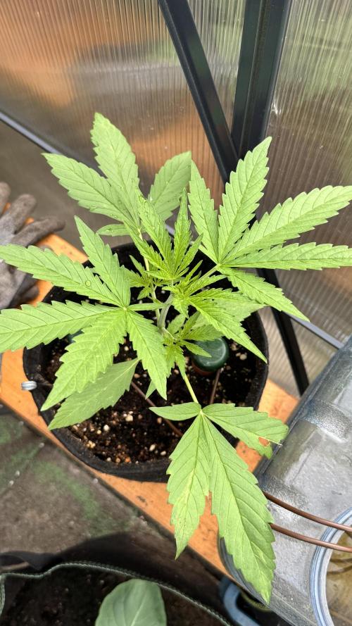 ROYAL DWARF | RQS | AUTO. Week 3