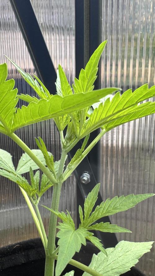 ROYAL DWARF | RQS | AUTO. Week 3