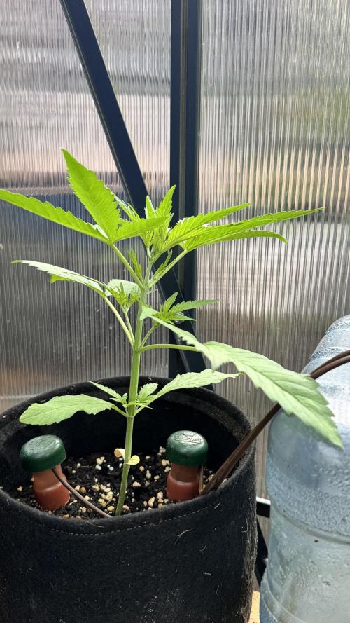 ROYAL DWARF | RQS | AUTO. Week 3