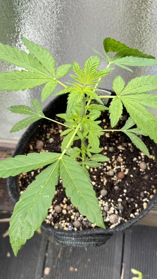 ORANGE BUTT | DUTCH PASSION | AUTO. Week 3