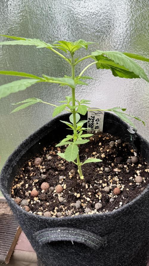 ORANGE BUTT | DUTCH PASSION | AUTO. Week 3