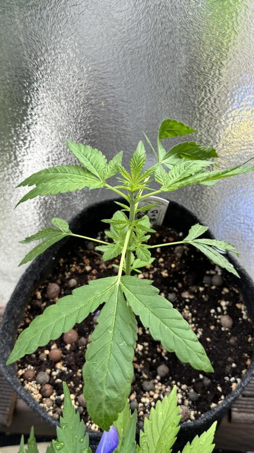 ORANGE BUTT | DUTCH PASSION | AUTO. Week 3