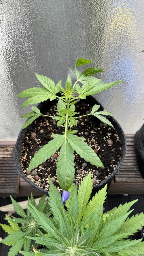 ORANGE BUTT | DUTCH PASSION | AUTO. Week 3