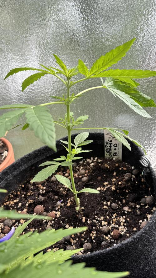 ORANGE BUTT | DUTCH PASSION | AUTO. Week 3