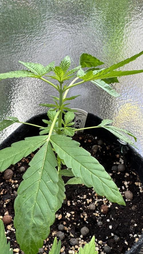 Auto Orange Bud. Week 3