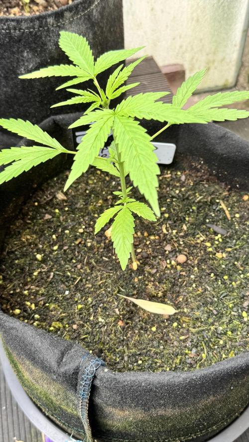 Z-UP AUTO | FAST BUDS | OUTDOOR. Week 3
