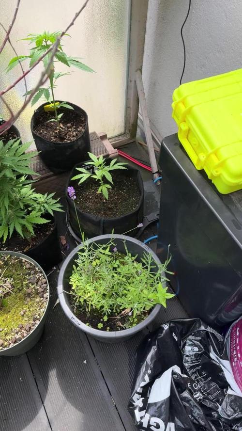 Z-UP AUTO | FAST BUDS | OUTDOOR