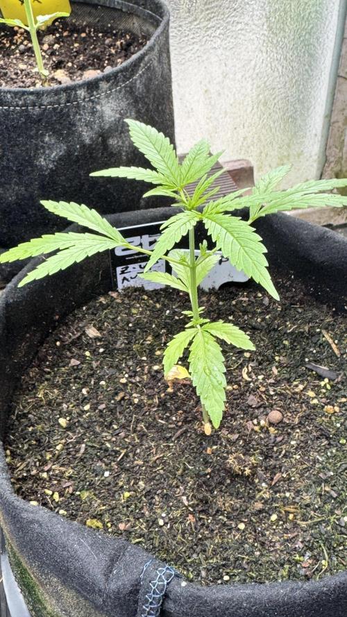 Z-UP AUTO | FAST BUDS | OUTDOOR. Week 3