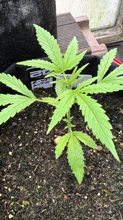 Z-UP AUTO | FAST BUDS | OUTDOOR. Week 3