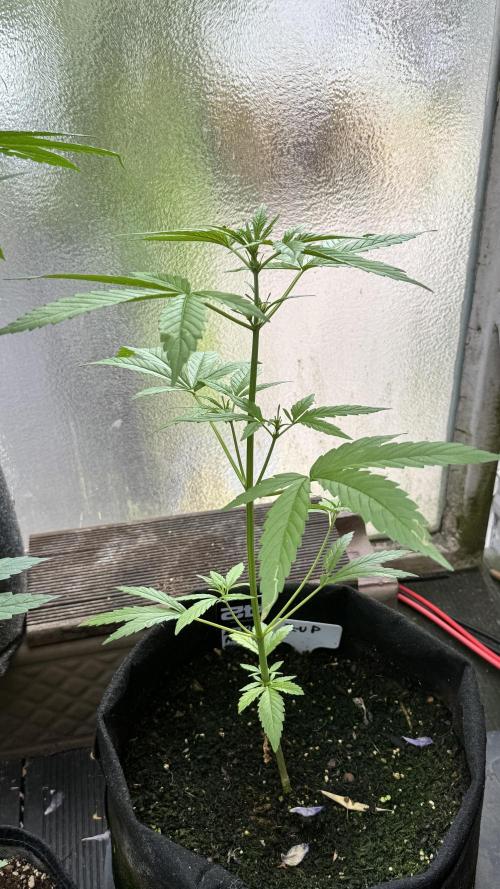 Z-UP AUTO | FAST BUDS | OUTDOOR. Week 4