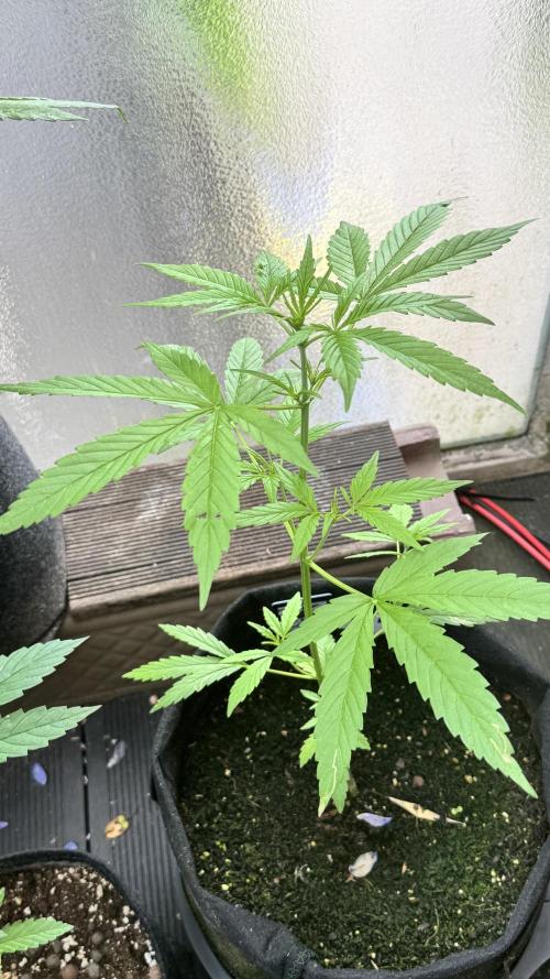 Z-UP AUTO | FAST BUDS | OUTDOOR. Week 4
