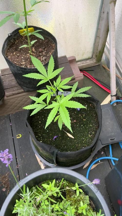 Z-UP AUTO | FAST BUDS | OUTDOOR