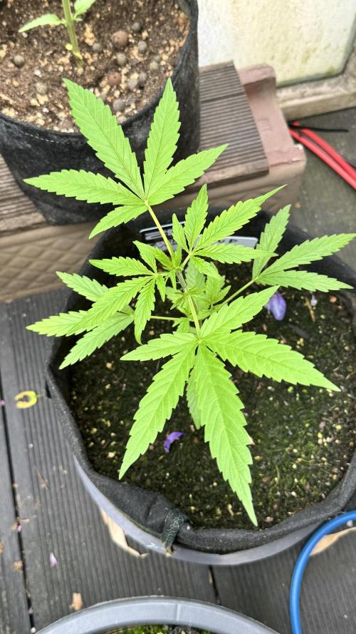 Z-UP AUTO | FAST BUDS | OUTDOOR. Week 4