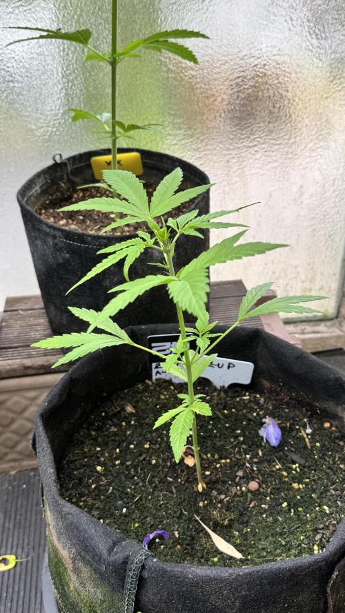 Z-UP AUTO | FAST BUDS | OUTDOOR. Week 4