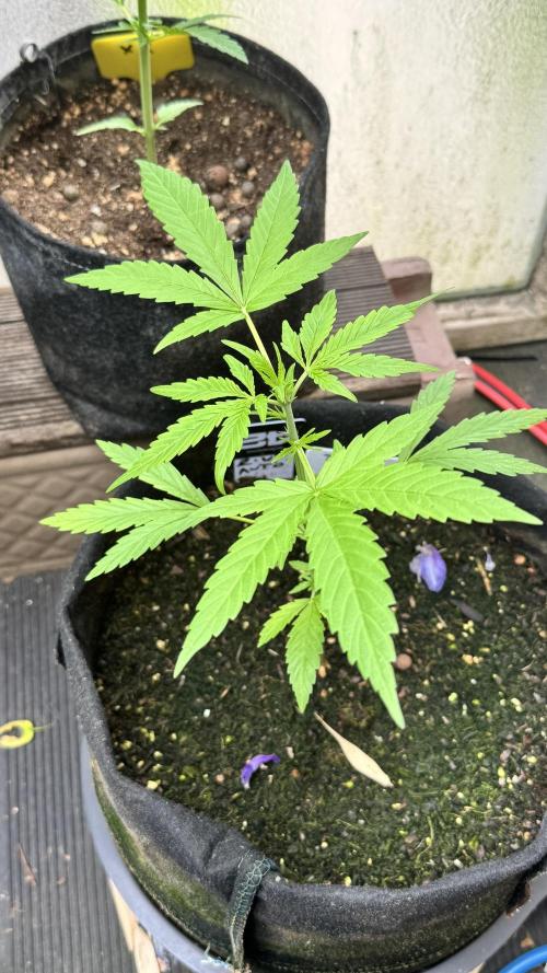 Z-Up Auto. Week 4