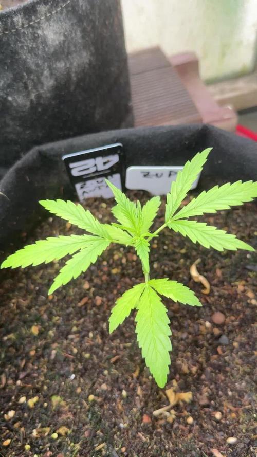 Z-UP AUTO | FAST BUDS | OUTDOOR