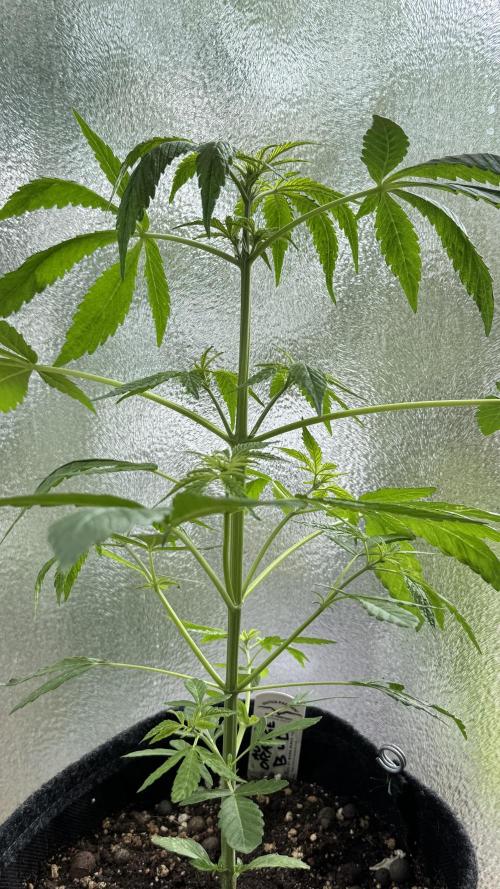 ORANGE BUTT | DUTCH PASSION | AUTO. Week 4