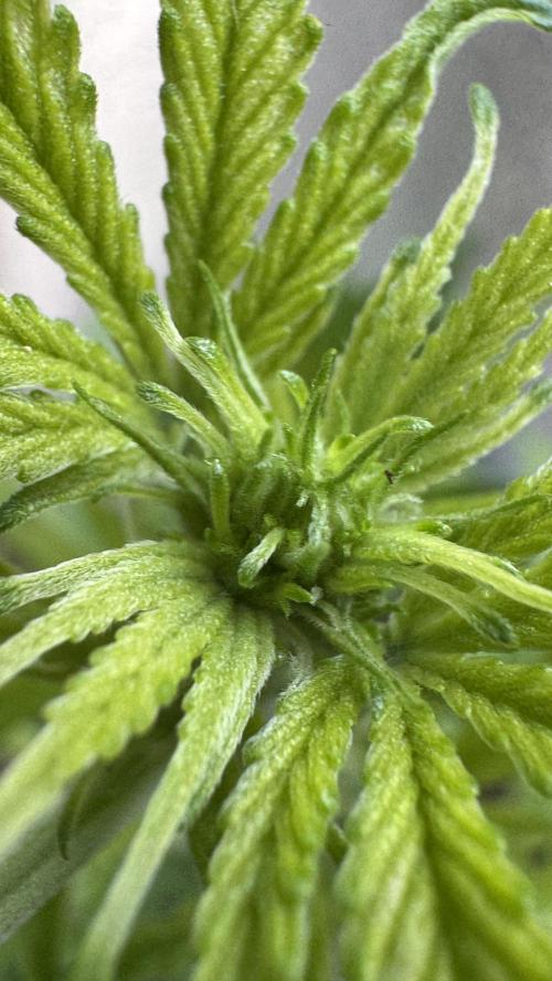 ORANGE BUTT | DUTCH PASSION | AUTO. Week 4