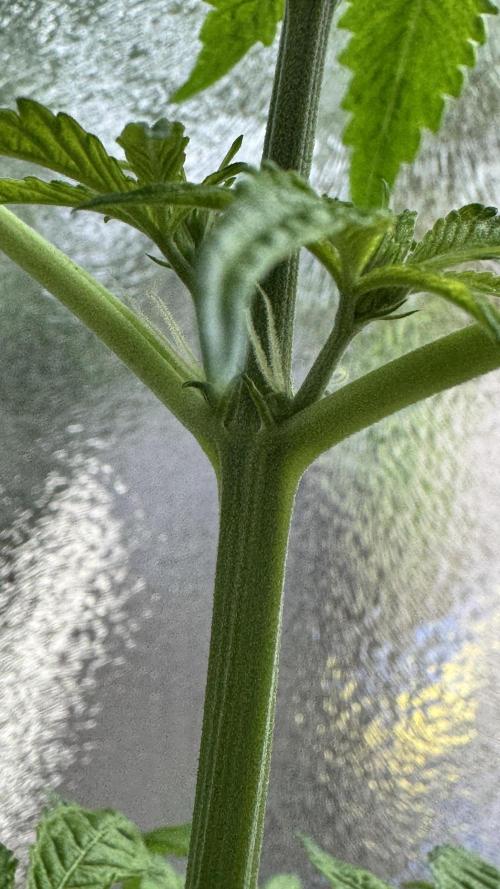 ORANGE BUTT | DUTCH PASSION | AUTO. Week 4