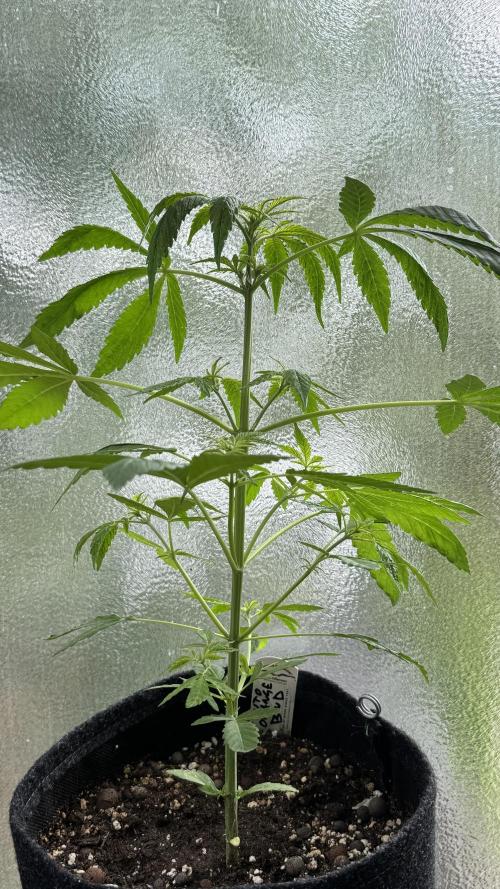 ORANGE BUTT | DUTCH PASSION | AUTO. Week 4