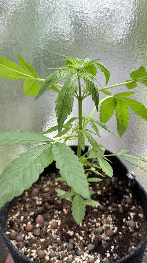 ORANGE BUTT | DUTCH PASSION | AUTO. Week 4