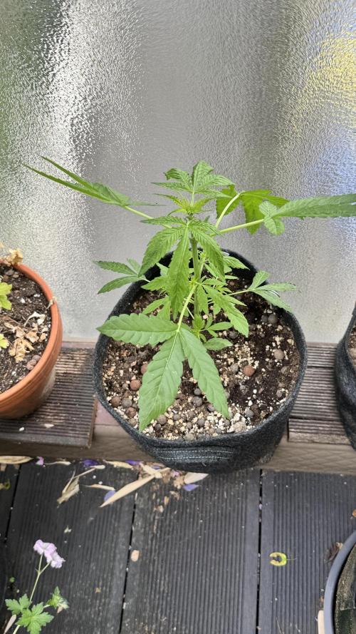 ORANGE BUTT | DUTCH PASSION | AUTO. Week 4