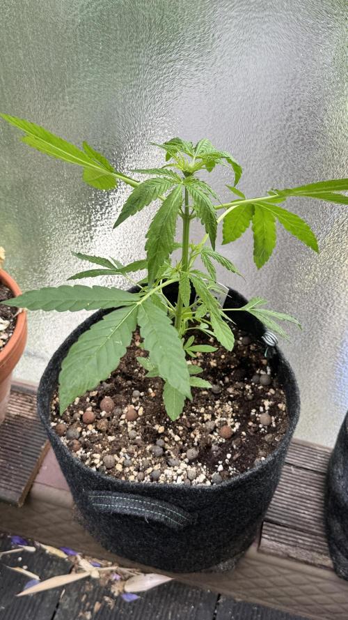 ORANGE BUTT | DUTCH PASSION | AUTO. Week 4