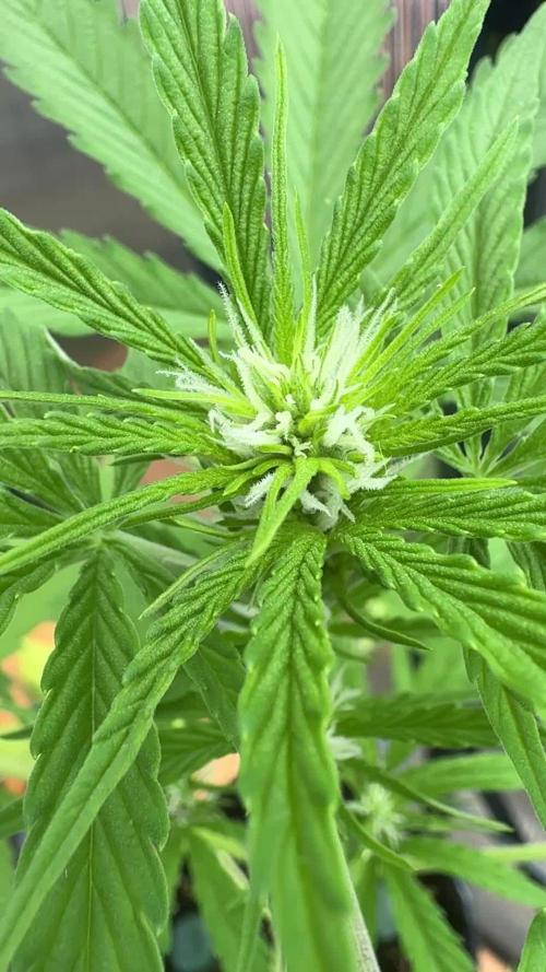 ROYAL DWARF | RQS | AUTO