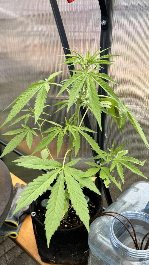 ROYAL DWARF | RQS | AUTO. Week 4