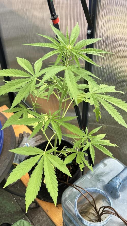 ROYAL DWARF | RQS | AUTO. Week 4
