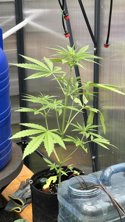 ROYAL DWARF | RQS | AUTO. Week 4