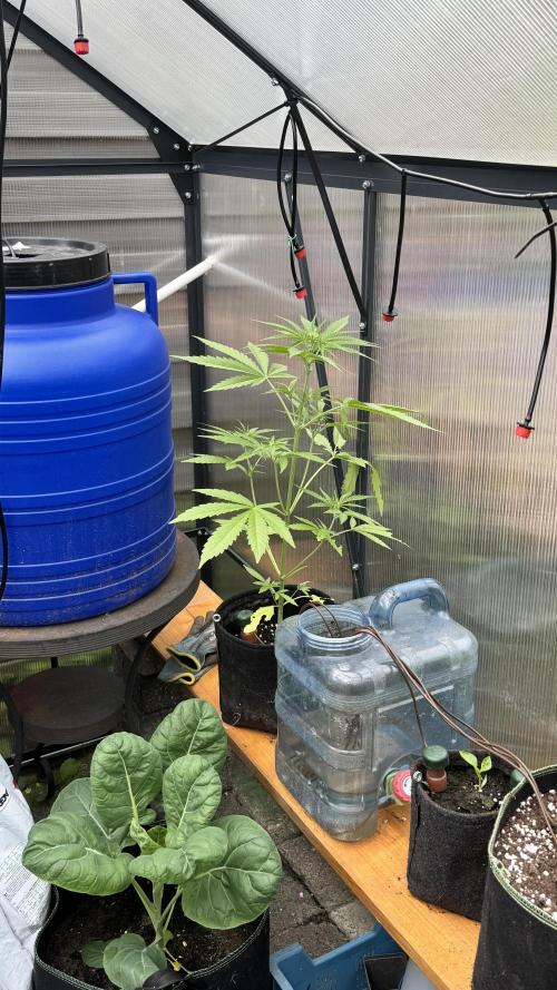ROYAL DWARF | RQS | AUTO. Week 4