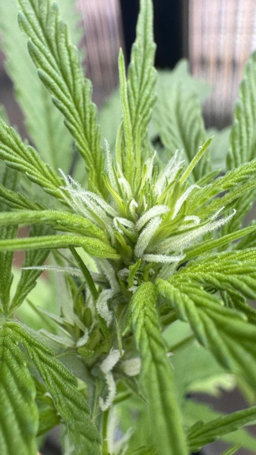 ROYAL DWARF | RQS | AUTO. Week 4