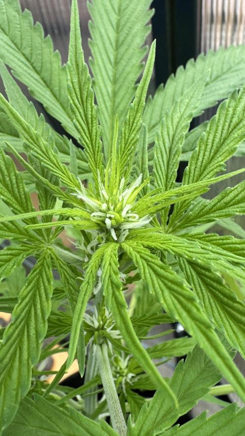 ROYAL DWARF | RQS | AUTO. Week 4