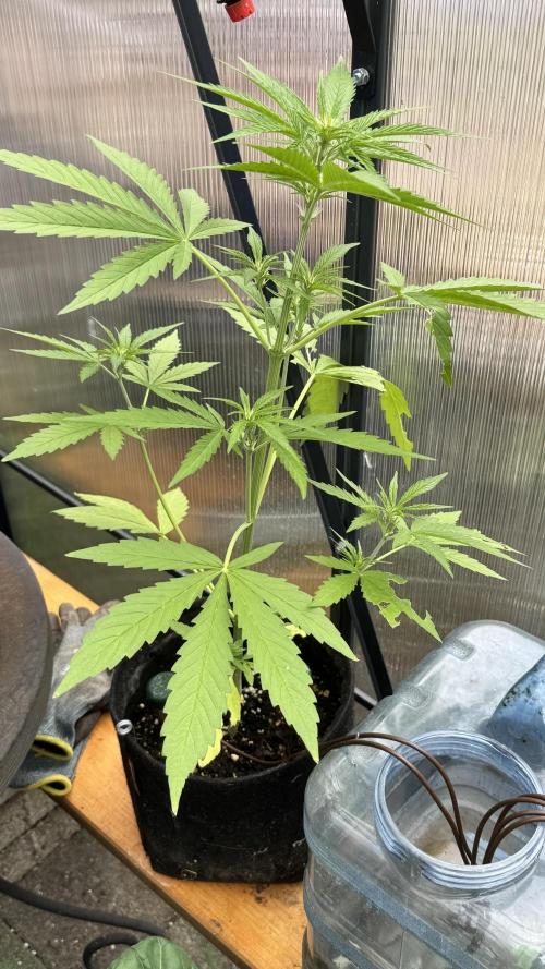 ROYAL DWARF | RQS | AUTO. Week 4